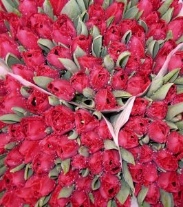 bukiety tulipanow